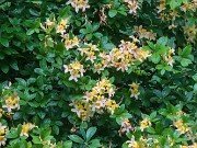 Rhododendron Cv. 20230626 0002