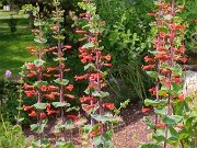 Penstemon murrayanus 20230524 0001