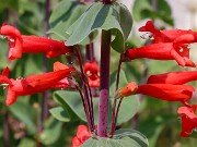 Penstemon murrayanus 20230524 0006