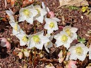 Helleborus