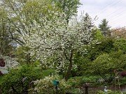 Woody Plants
