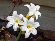 Amaryllis belladonna 20240806 0003
