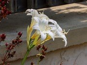 Amaryllis belladonna 20240806 0004