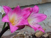 Amaryllis belladonna 20240817 0001