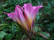 Amaryllis belladonna 20240817 0003