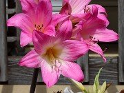 Amaryllis belladonna 20240818 0001