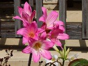 Amaryllis belladonna 20240818 0002