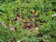 Arisaema urashima 20240425 0001