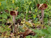 Arisaema urashima 20240425 0003