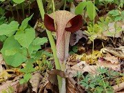 Arisaema urashima 20240425 0005