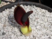 Arum pictum 20240905 0001