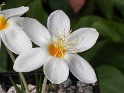 Crocus boryi Yellowish 20241008 0002