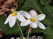 Crocus boryi Yellowish 20241008 0003
