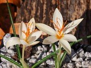 Crocus boryi Yellowish 20241030 0001