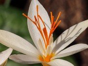 Crocus boryi Yellowish 20241030 0002