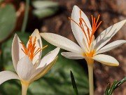 Crocus boryi Yellowish 20241030 0003