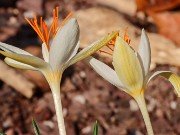 Crocus boryi Yellowish 20241030 0004