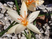 Crocus boryi Yellowish 20241030 0005