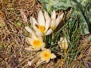 Crocus cvijicii Cream of Creams 20240329 0006