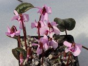 Cyclamen alpinum 20240120 0001