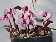Cyclamen alpinum 20240120 0002