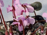 Cyclamen alpinum 20240120 0003