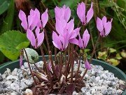 Cyclamen cilicium 20240928 0005