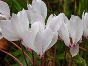 Cyclamen cilicium 20240928 0007