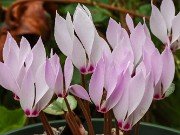Cyclamen cilicium 20240928 0010