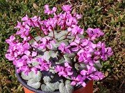 Cyclamen coum 02042024 0001