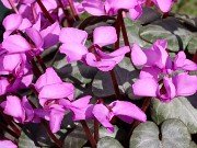Cyclamen coum 02042024 0003