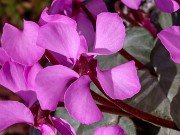 Cyclamen coum 02042024 0004