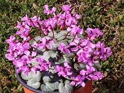 Cyclamen coum 20240204 0001