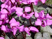 Cyclamen coum 20240204 0003