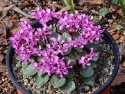 Cyclamen coum 20240304 0001