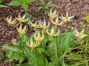 Erythronium Joanna 20240410 0001