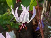 Erythronium hendersonii 20240408 0007