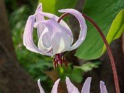 Erythronium hendersonii 20240408 0010