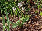 Erythronium hendersonii 20240408 0011