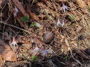 Erythronium mesochoreum 20240308 0001