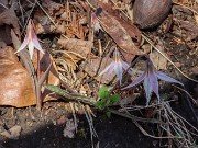 Erythronium mesochoreum 20240308 0002
