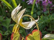 Erythronium oregonum 20240408 0001