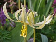 Erythronium oregonum 20240408 0003