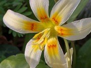 Erythronium oregonum 20240408 0004