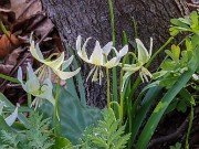 Erythronium oregonum 20240408 0005