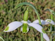 Galanthus Big Bertha 20240203 0006