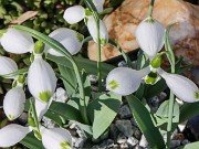 Galanthus Big Bertha 20240203 0007