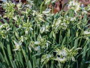 Galanthus Blewbury Tart 20240226 0002