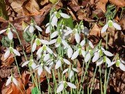 Galanthus bursanus 10 20241028 0003