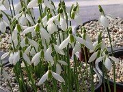 Galanthus bursanus 10 20241028 0005